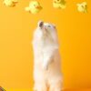 Electric Cat Toy Automatic Gravity Duck Flushing - Image 2