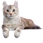 Shop For Cats And Dogs