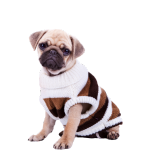 Shop For Cats And Dogs