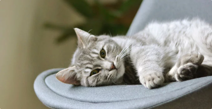 Shop For Cats And Dogs