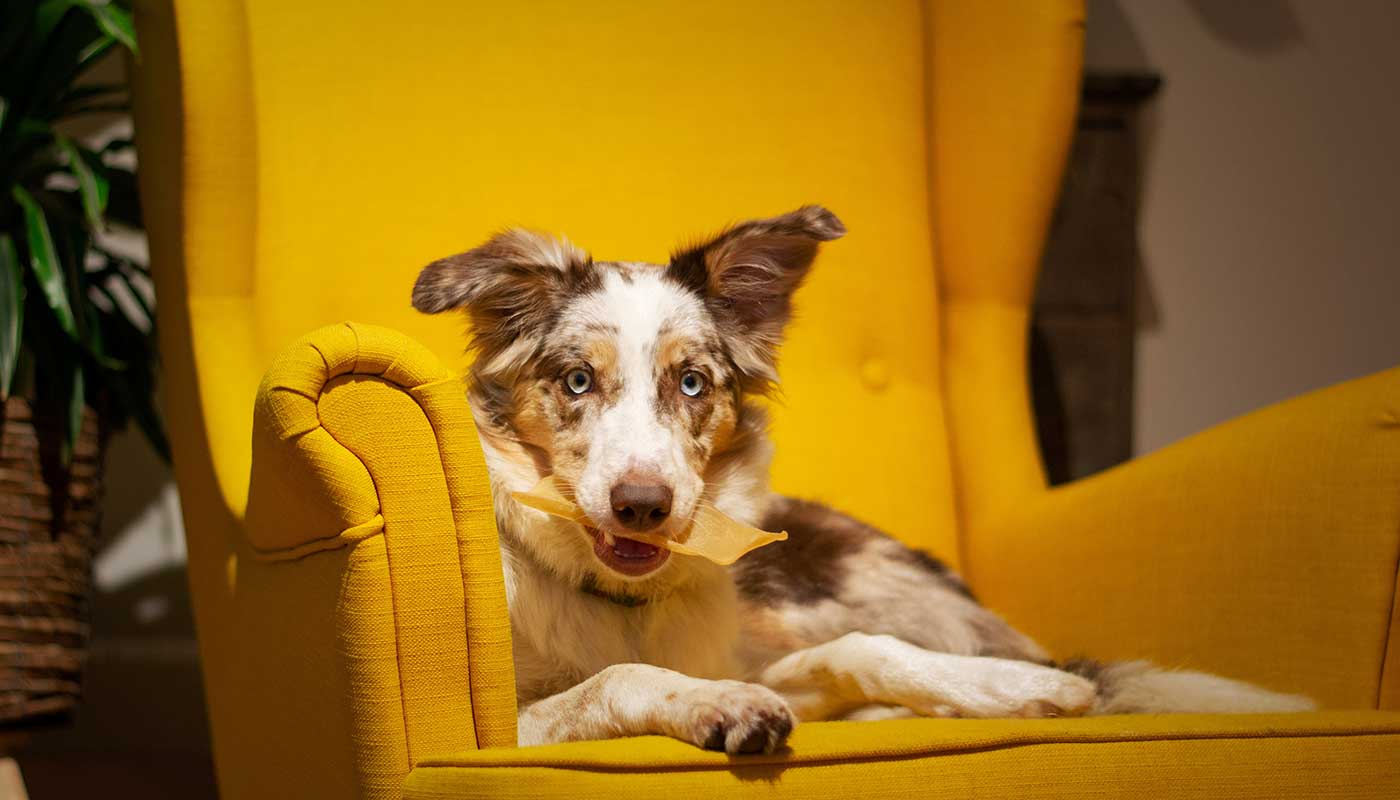 Shop For Cats And Dogs