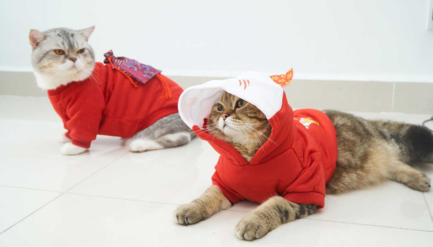 Shop For Cats And Dogs