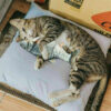 Interactive Kicker Jumping Dancing Kitten Toys - Image 3