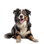 Shop For Cats And Dogs